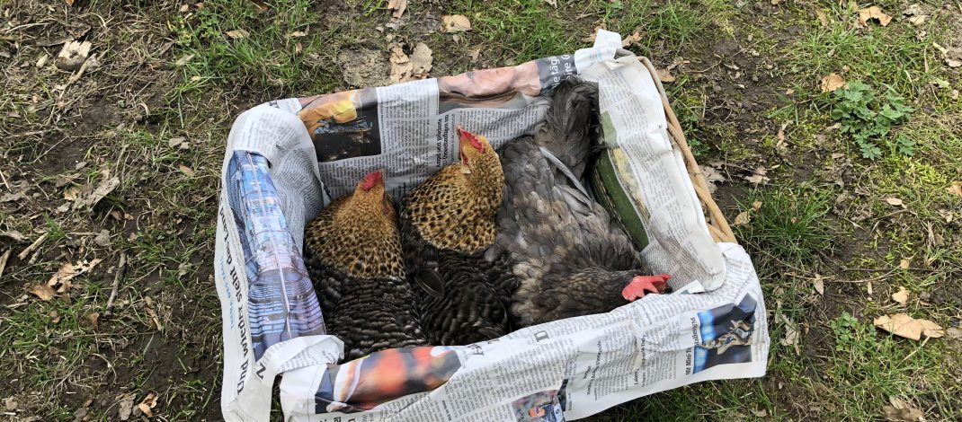 Neue Mitschüler: Hühner beziehen ihr neues Zuhause am Förderzentrum Nord in Selm