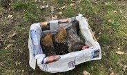 Neue Mitschüle: Hühner beziehen ihr neues Zuhause am Förderzentrum Nord in Selm