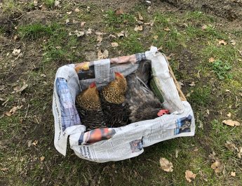 Neue Mitschüle: Hühner beziehen ihr neues Zuhause am Förderzentrum Nord in Selm